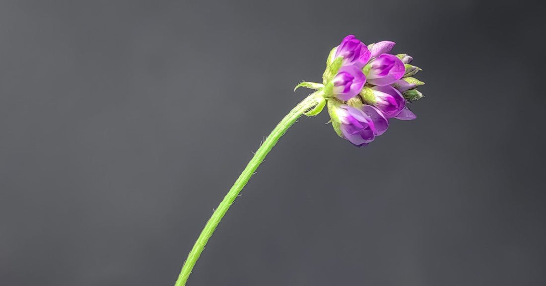 Babchi flowers — the plant source of bakuchiol, Edenwild's natural retinol alternative used in Nectar Face Serum