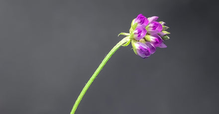 Babchi flowers — the plant source of bakuchiol, Edenwild's natural retinol alternative used in Nectar Face Serum