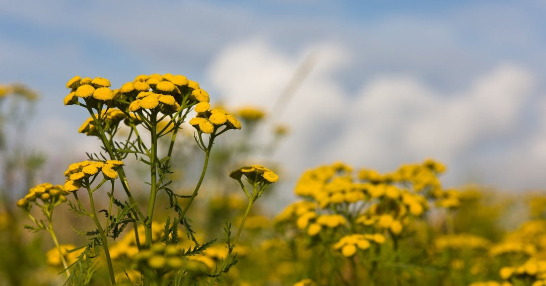 Blue Tansy for Skin: Benefits, Uses & Anti-Inflammatory Properties - EDENWILD