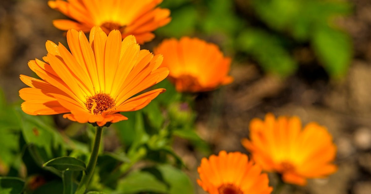 Calendula for Skin: Benefits, Uses & Healing Properties - EDENWILD