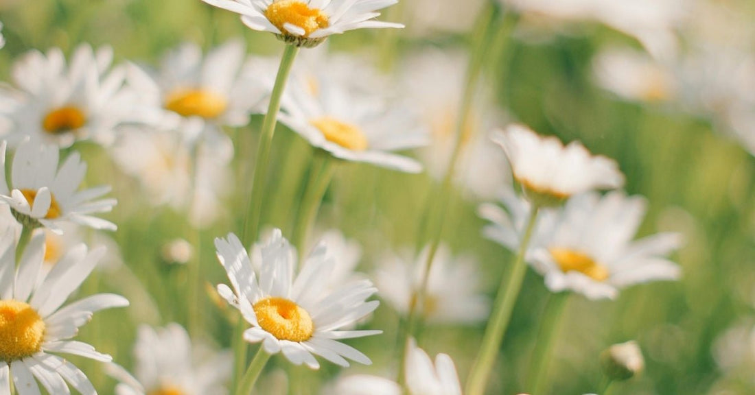 Close-up of a field of German chamomile flowers used in Edenwild natural skincare formulas for sensitive and eczema-prone skin