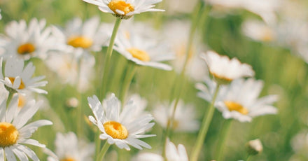 Close-up of a field of German chamomile flowers used in Edenwild natural skincare formulas for sensitive and eczema-prone skin