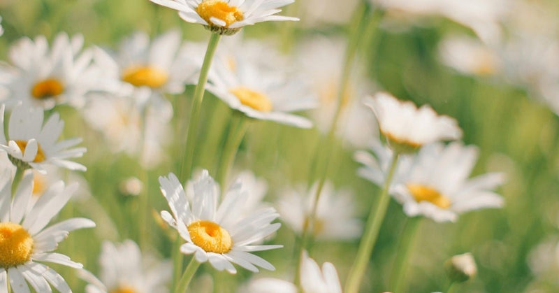 Close-up of a field of German chamomile flowers used in Edenwild natural skincare formulas for sensitive and eczema-prone skin