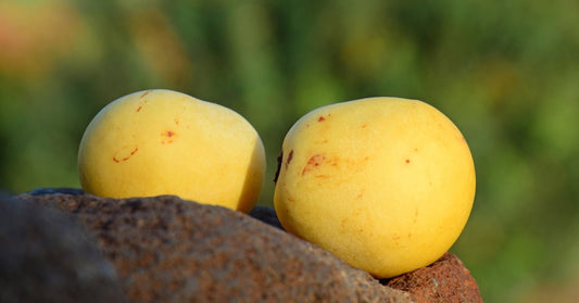 Marula Oil for Skin: Benefits, Uses & Antioxidant Properties - EDENWILD