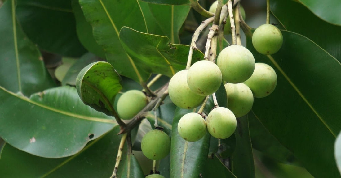 Cold-pressed tamanu oil from Calophyllum inophyllum nuts — used in Edenwild natural skincare formulas for scar repair, inflammation, and barrier healing