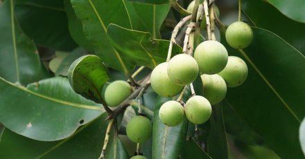 Cold-pressed tamanu oil from Calophyllum inophyllum nuts — used in Edenwild natural skincare formulas for scar repair, inflammation, and barrier healing