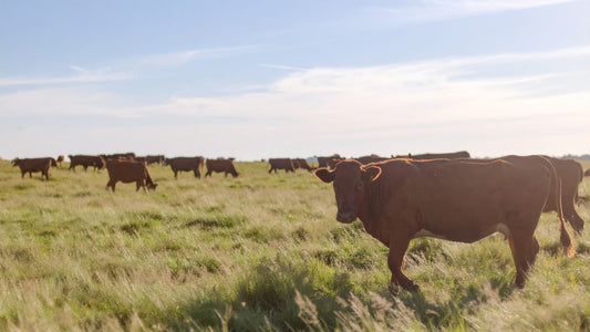 Grass-fed cattle grazing on open Wyoming pasture — the source of Edenwild's grass-fed tallow skincare ingredients