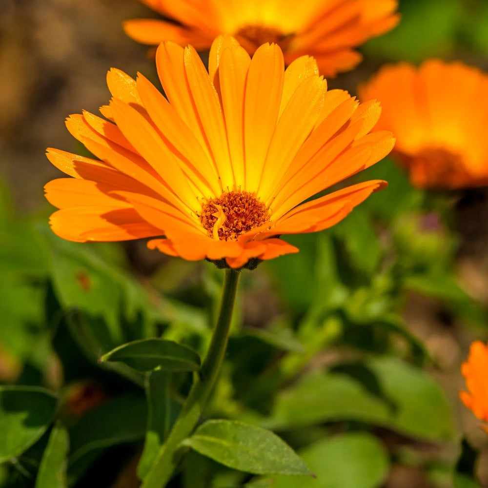 Close-up of an orange calendula flower in bloom, used in Edenwild ancestral skincare formulations to help soothe dry, sensitive skin.