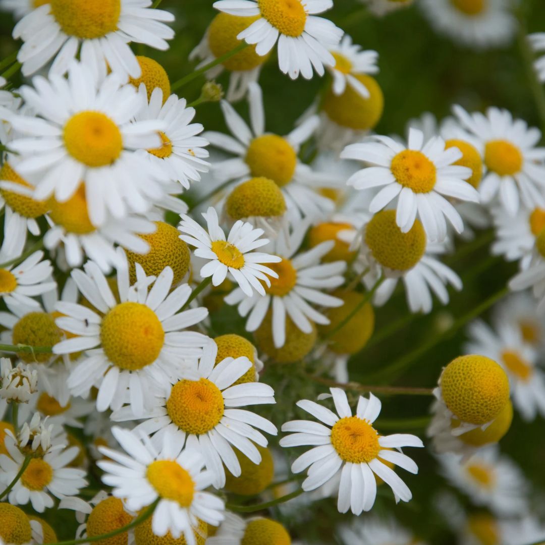 Close-up of chamomile flowers with white petals and golden centers, a botanical ingredient used in Edenwild formulations to help soothe dry, sensitive skin.