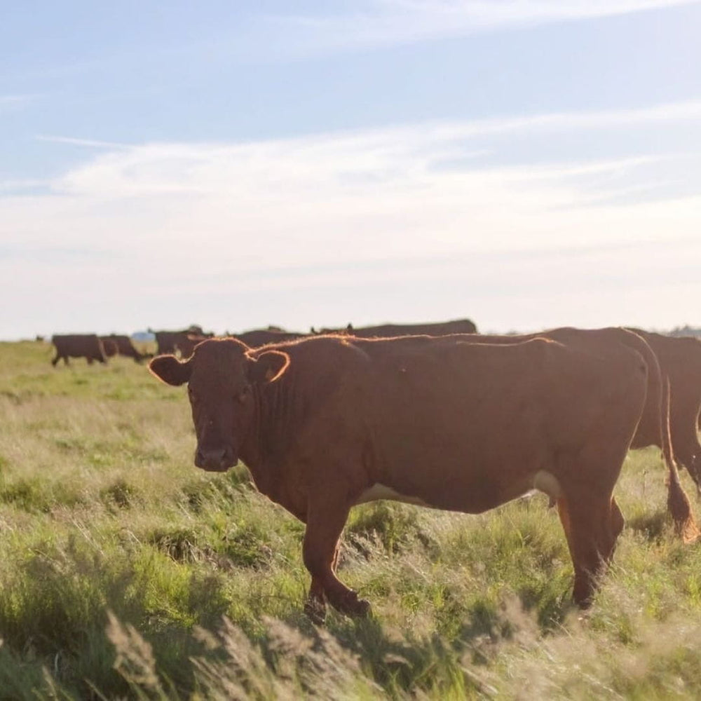 Cattle in a sunlit grassy pasture, illustrating the grass-fed tallow at the heart of Edenwild’s ancestral skincare.