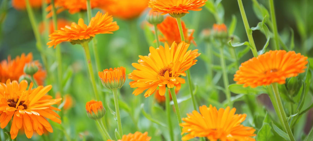 Ingredients Glossary