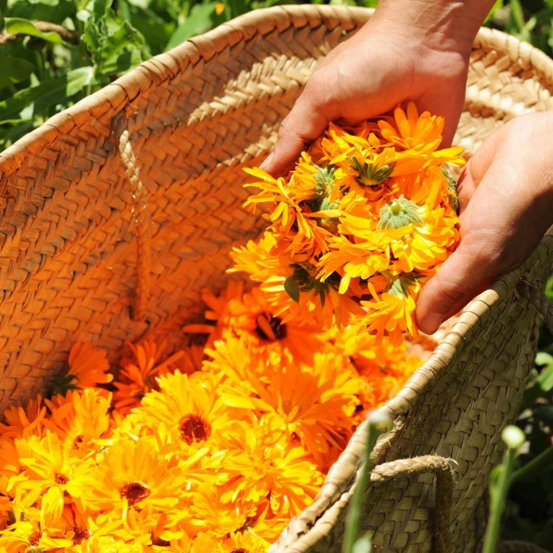 Hands harvesting fresh calendula flowers into a wicker basket — slow-infused ancestral botanical skincare ingredient by Edenwild