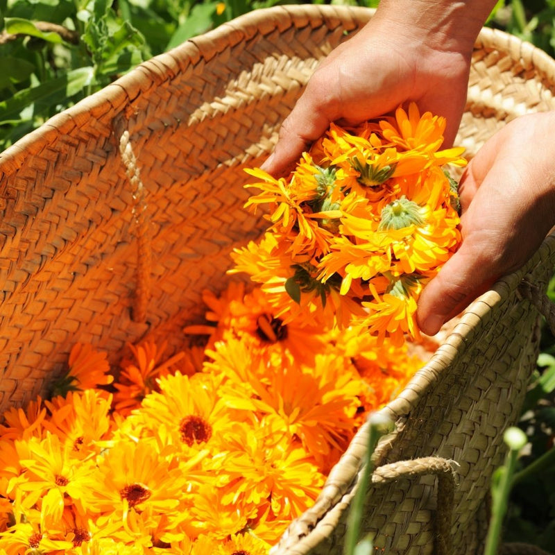 Hands harvesting fresh calendula flowers into a wicker basket — slow-infused ancestral botanical skincare ingredient by Edenwild