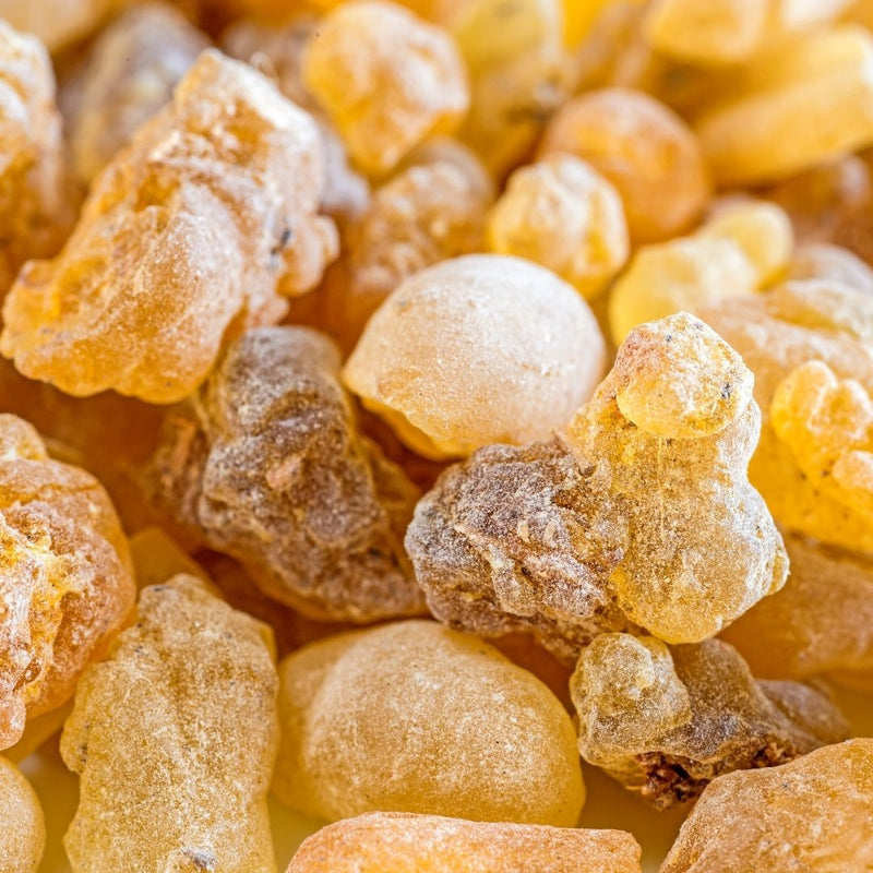 Frankincense resin tears — raw Boswellia resin harvested for skin care, rich in boswellic acids