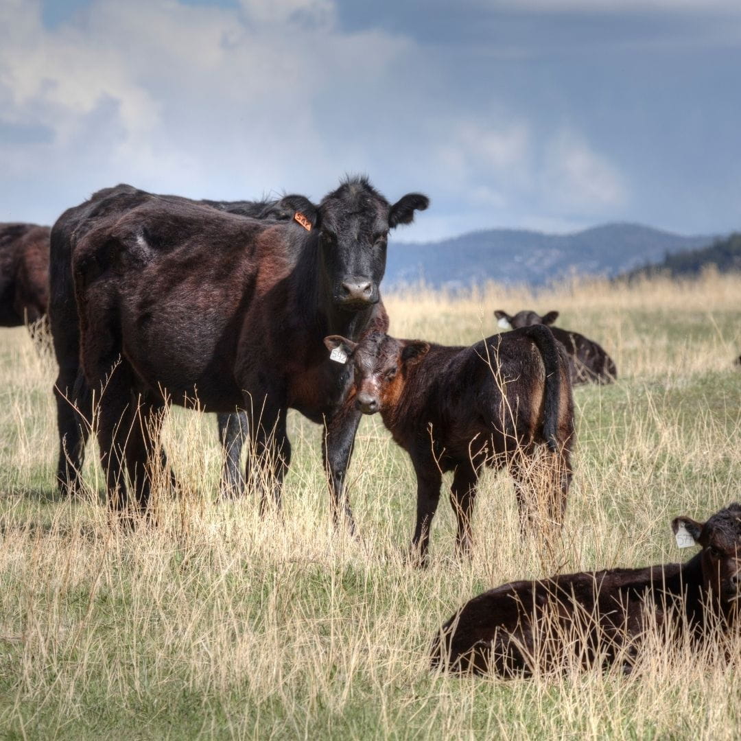 Black Angus cow with calves on open pasture in Wyoming — grass-fed and finished cattle raised for ancestral tallow skincare by Edenwild