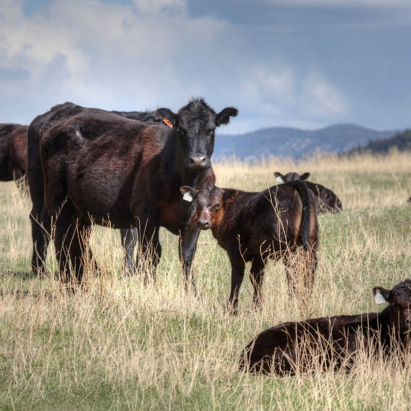 Black Angus cow with calves on open pasture in Wyoming — grass-fed and finished cattle raised for ancestral tallow skincare by Edenwild