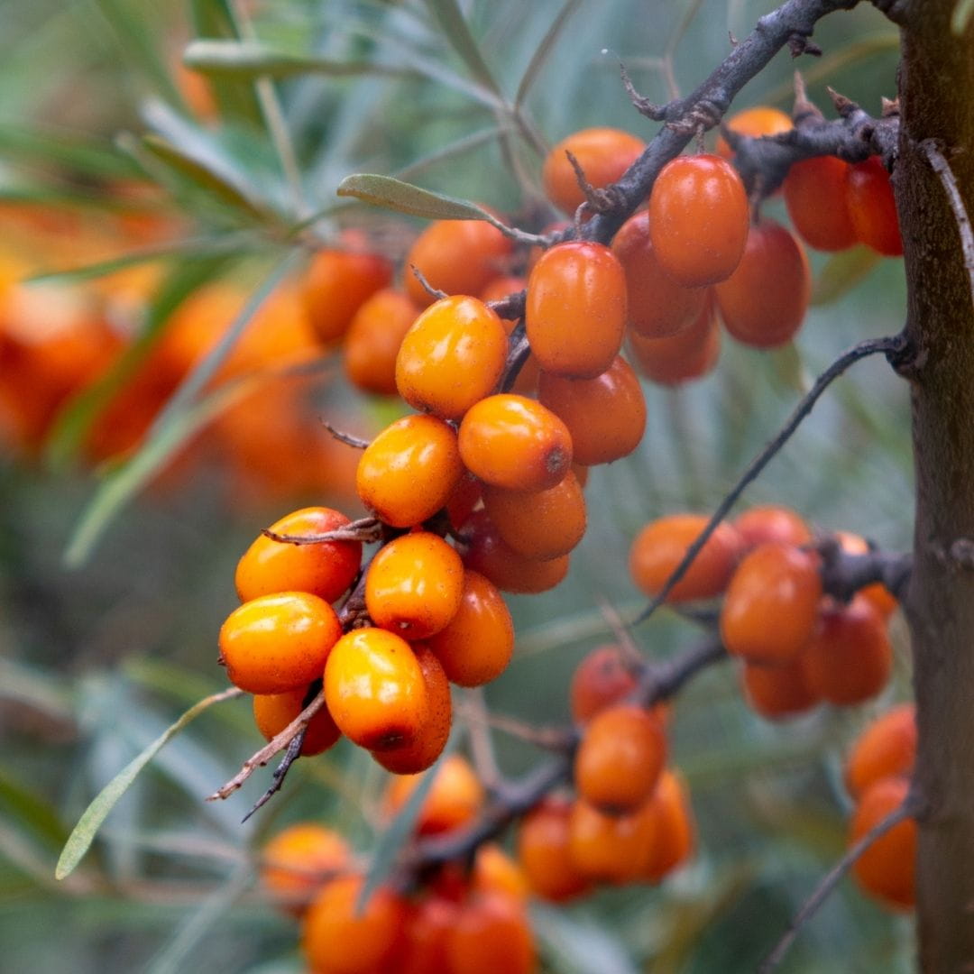 Clusters of ripe orange sea buckthorn berries growing on thorny branches, the fruit featured in Edenwild’s sea buckthorn ancestral skincare.