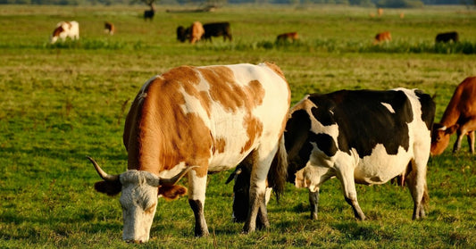 Tallow for Skin: Benefits, Uses & Why Grass-Fed Tallow Works - EDENWILD