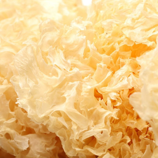 Tremella fuciformis (snow mushroom) — dried whole mushroom used in ancestral skincare for natural skin hydration