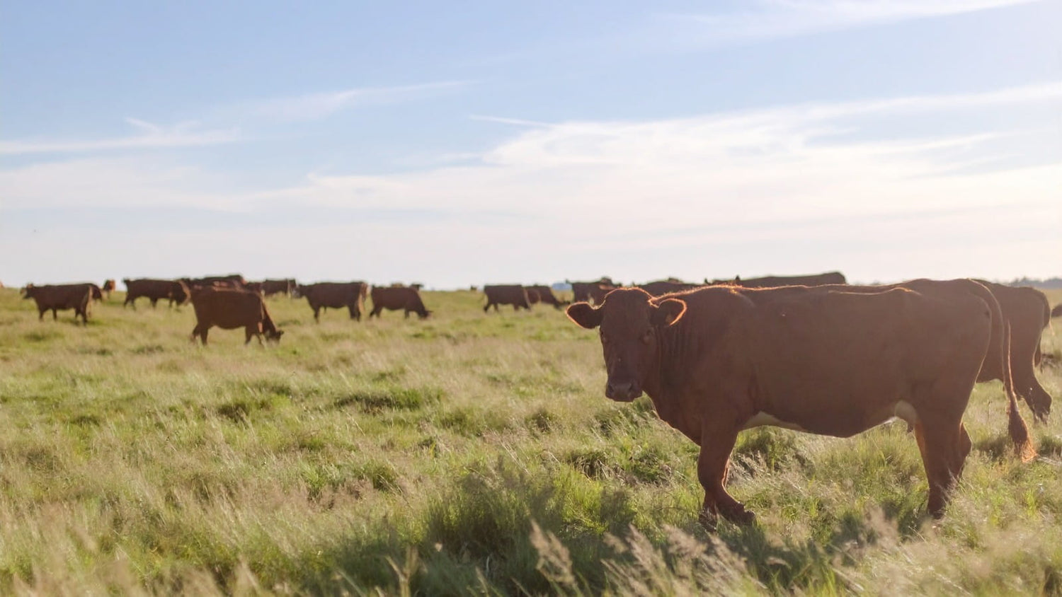 Grass-fed cows grazing in an open pasture — the source of Edenwild's tallow skincare ingredients for sensitive and barrier-damaged skin