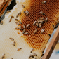 Honey Lemon Goat Milk + Colloidal Oatmeal Handmade Soap Bar